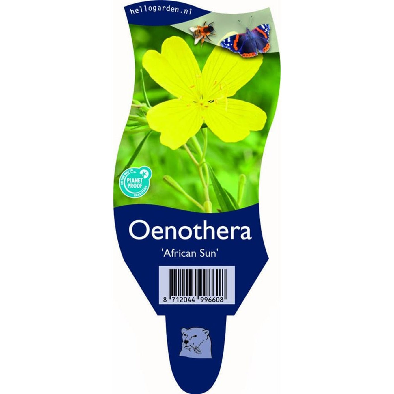 Nattljus – Oenothera 'African Sun' - P11